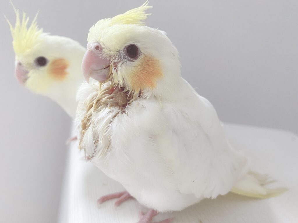 オカメインコルチノーの雛　オレオ